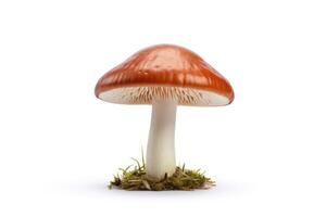 Mushroom isolated on white background photo