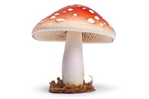 Mushroom isolated on white background photo