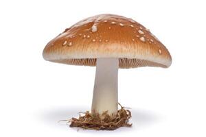 Mushroom isolated on white background photo