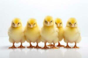 A group of yellow chicks standing on a white background AI Generated photo