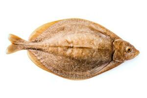 European flounder fish on a white background AI Generated photo