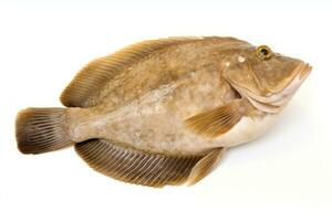 European flounder fish on a white background AI Generated photo