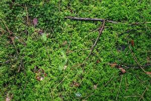 Beautiful forest ground texture close up. photo