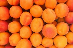 Large orange apricots are laid out in a box on the counter photo