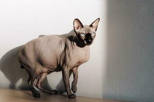 A bald cat of the Canadian Sphynx breed. photo