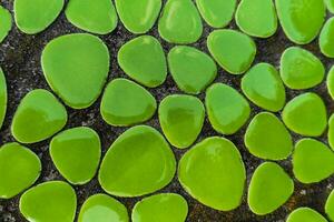 Green texture mosaic of ceramics of round shape photo