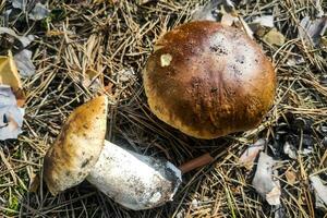 The large mushroom Boletus edulis grows in a coniferous forest. photo