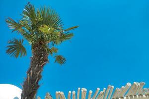 The roof of a tropical bungalow with a palm tree against the sky, protection from the sun photo