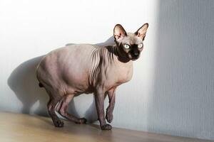 A bald cat of the Canadian Sphynx breed. photo