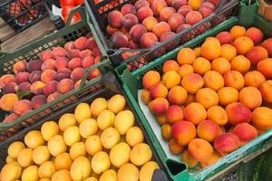 grande naranja albaricoques son puesto fuera en un caja en el mostrador foto