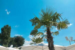 Green tropical palm tree against the sky photo