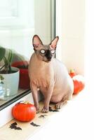 A bald sphynx cat sits on a windowsill decorated for Halloween photo