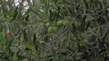 Wet olive tree under rain in garden video