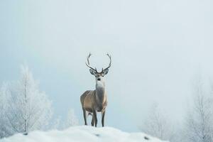 un ciervo soportes en frente de un nieve cubierto campo en un invierno bosque. generativo ai foto