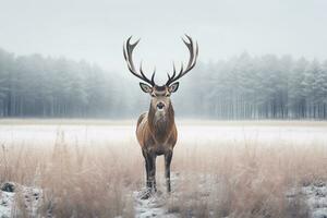 A deer stands in front of a snow covered field in a winter forest. Generative AI photo