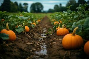 Rainy autumn day at a pumpkin farm, perfect for family picking. Get your Thanksgiving pie ingredients and enjoy organic, non-GMO veggies. Generative AI photo