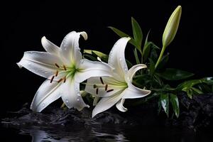 Beautiful white lily flowers on black background with copy space.Funeral Concept AI generated photo