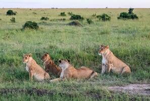 Wild lions in the savannah of Africa. photo