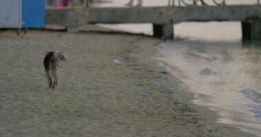 vuil dakloos verdwaald hond Aan de strand video