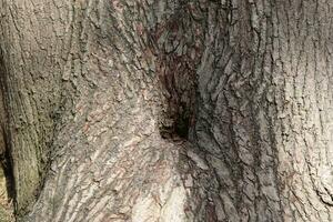 Close up at very detailed tree bark texture in high resolution. photo