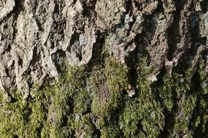 Close up at very detailed tree bark texture in high resolution. photo