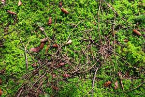 Beautiful forest ground texture close up. photo