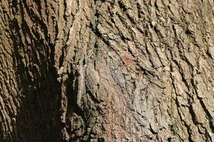 Close up at very detailed tree bark texture in high resolution. photo