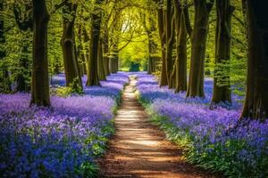 Lonely Footpath through some blue bell flowers in a forest landscape. photo