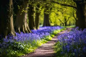 Lonely Footpath through some blue bell flowers in a forest landscape. photo