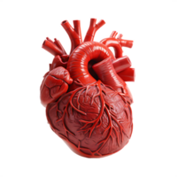 Mensch Herz Anatomie, ai generativ png