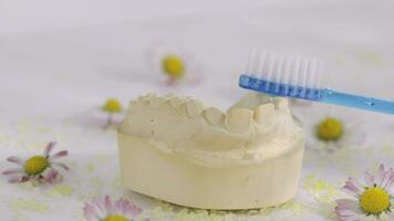 uma escova de dente e uma modelo dentes em uma branco superfície video