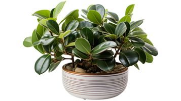 Fresh rubber plant leave set isolated on transparent background ai generated png