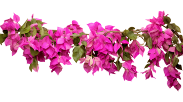 Bougainvillea hanging plants isolated on transparent background  ai generated png