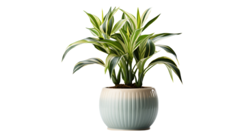 Dracaena fragrans house plant isolated on transparent background ai generated png