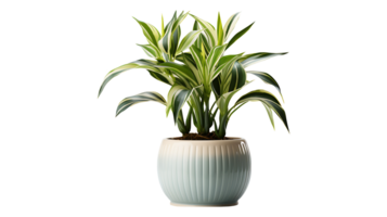 dracaena fragrans huis fabriek geïsoleerd Aan transparant achtergrond ai gegenereerd png