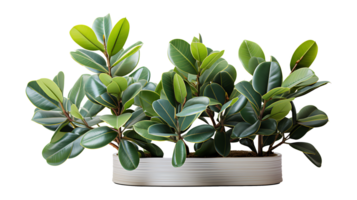 Fresh rubber plant leave set isolated on transparent background ai generated png