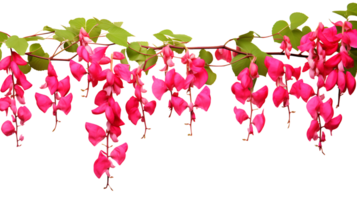 Bleeding heart vine group plants isolated on transparent background ai generated png