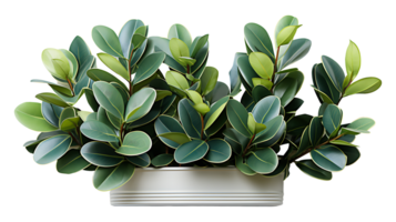 Fresh rubber plant leave set isolated on transparent background ai generated png