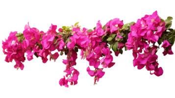 Bougainvillea hanging plants isolated on transparent background  ai generated png