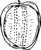 hand drawn bell pepper on transparent background. png