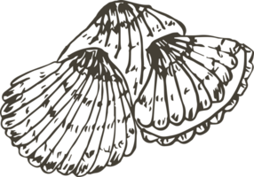 Hand drawn shellfish on transparent background. png