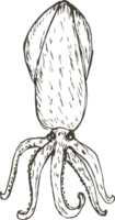 mano dibujado calamar en transparente antecedentes. png