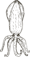 Hand drawn squid on transparent background. png