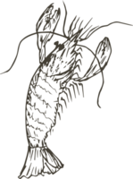 Hand drawn shrimp on transparent background. png