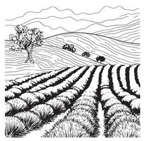 Lavender field sketch hand drawn in doodle style Vector illustration