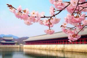 Gyeongbokgung palace with cherry blossom. AI Generated photo