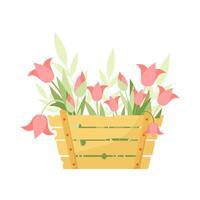 Red tulips in a wooden box. Spring flowers. vector