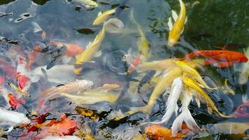 alimentación grupo de vistoso koi carpa pescado nadando en el estanque video