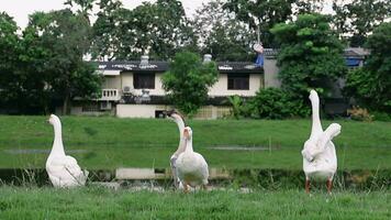 Group of geese in free range countryside farm video