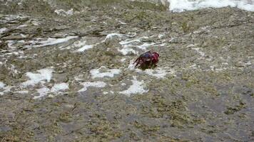 rouge Crabes escalade rochers sur le atlantique océan sur le canari île de tenerife. video